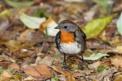 Australian Logrunner